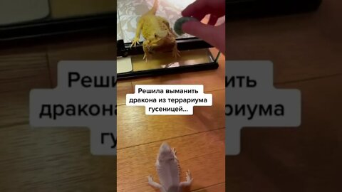 #shorts Смешные животные из Тик Ток 164 Funny animals from Tik Tok