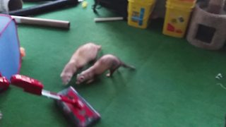 These Funny Ferrets Are Obsessed With A Vacuum
