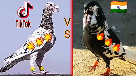 Pigeon forge || pigeon tik tok video 🕊️😍👑 || pigeon sound #pigeon #kabootar #kabutar
