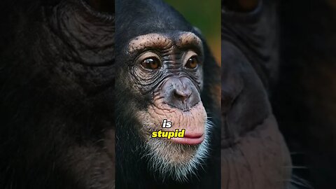 Are Chimps in the Stone Age??