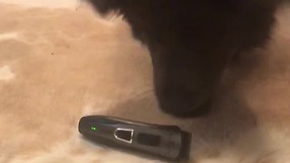 Puppy Freaks Out Over Owner's Broken Electric Shaver