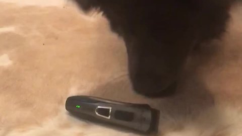 Puppy Freaks Out Over Owner's Broken Electric Shaver