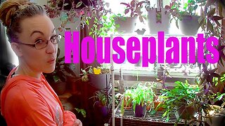 Houseplants