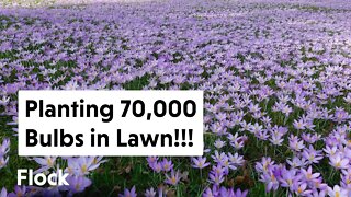 We Planted 70,000+ BULBS in Our Lawn!!! — Ep. 059