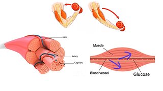 HEALTH BENEFITS OF WEIGHT LIFTING! Does weight lifting BURN FAT? SARCOPENIA EXPLAINED!