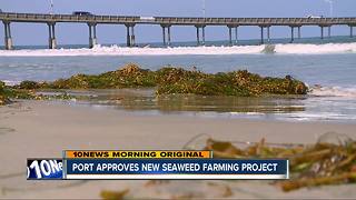 Port of San Diego approves new seaweed farming project