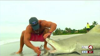 New shark fishing regulations effective July 1, 2019