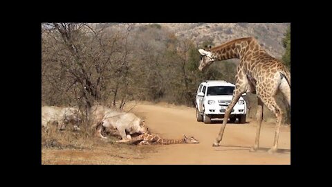 Giraffe Tries Saving her Calf From Hunting Lions