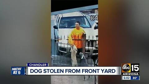 Dog stolen from front yard in Chandler