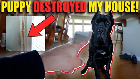Puppy DESTROYED My House