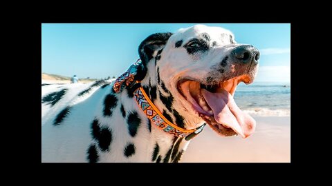 BEST ANIMALS OF 2021 PT.2 | Funny Pet Videos