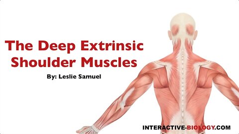 088 The Deep Extrinsic Shoulder Muscles