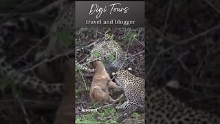 "Amazing Leopard Hunt: Watch as a Leopard catches a Bushbuck in the African wilderness"