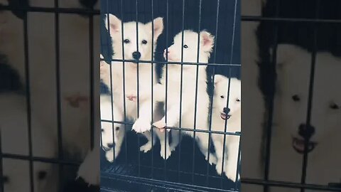 Gorgeous barking Eskimo Puppies #shorts #dog #puppy #cute #doglover #barking