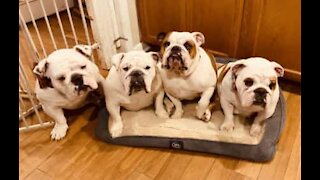 Mama bulldog showered with love from her family