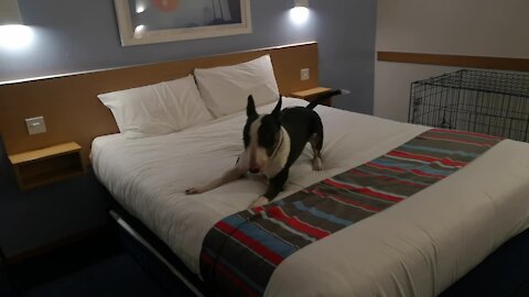 Bull Terriers can't contain excitement for first night in a hotel