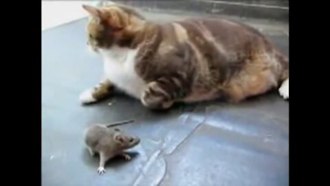 Comedy videos Mouse attacks cat