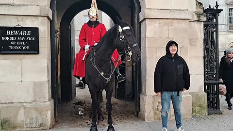 Horse warns tourist then bites him (arni thetouristhater) #thekingsguard