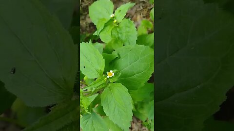 Stinging Nettle Neutralizer In One Little Plant #nature #health #diy #flowers
