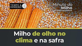 Milho de olho no clima e na safra