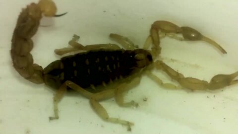 I found this scorpion in the yard of my house and it almost stung me 😱😰