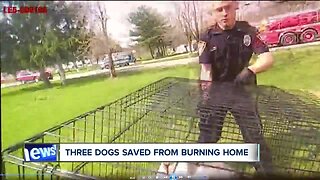 VIDEO: Deputies, firefighters rescue and revive 3 beloved family dogs from burning home