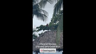 3 Scarlet Macaws (Parrots) Jaco Costa Rica