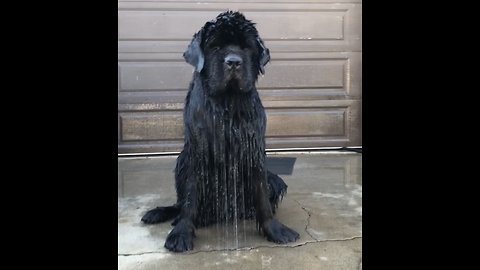 Newfoundland literally sweats buckets in California heat