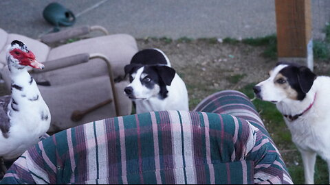 A Duck, 2 Dogs, A Couch, and an Awkward Pause