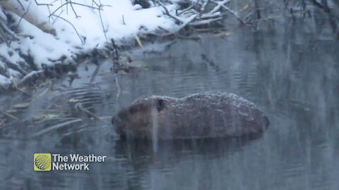 Saskatoon beaver has no time for the coming blizzard