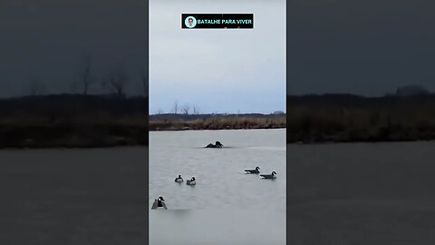 Pato esperto se afunda na água para escapar das garras da águia
