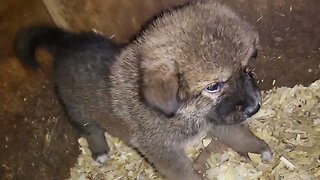 asianbears.net Noble Bear pupdate 5 weeks old