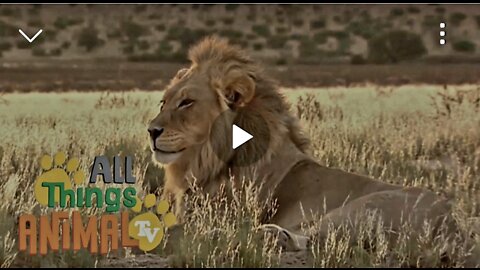 Lion,Animals For Kids .All things Animal TV