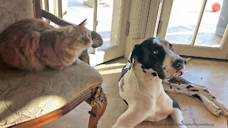 Laid Back Cat And Great Dane Patiently Wait For A Snack