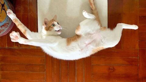 funny cat - funniest cats 😹 - don't try to hold back laughter 😂 - funny cats life