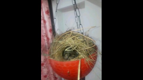 Baby bird in the home nest