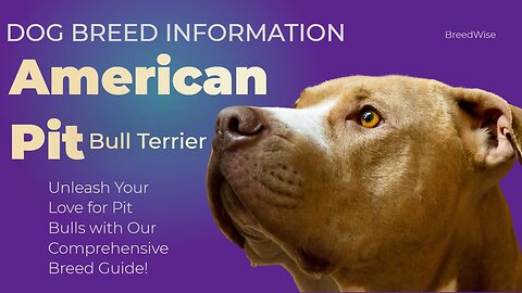Unleashing the Secrets of the Lovable and Loyal Pit Bull Breed!