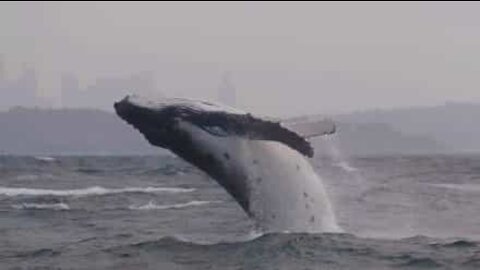Un baleineau fait une apparition incroyable