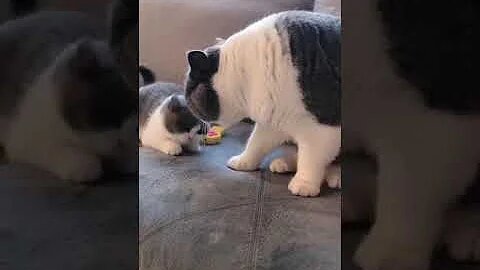 Cute cat baby and her mom cat