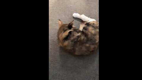 cute cat fighting with bird toy