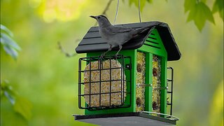 Bird Feeders in the Garden | Kingsyard