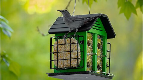 Bird Feeders in the Garden | Kingsyard