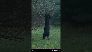 Just tall enough!! Bear picking the apple tree clean. #blackbear #moultriemobile