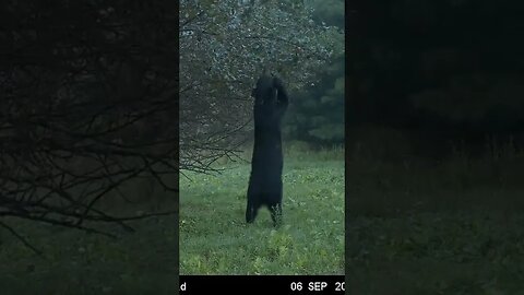 Just tall enough!! Bear picking the apple tree clean. #blackbear #moultriemobile