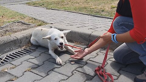 Homeless Dog Keeps Following People On The Street, Trying To Get The Help She Needed