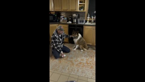 Teaching my dog to fetch me a beer. (It ends badly)