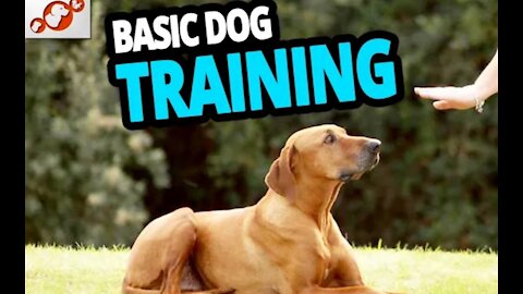 TRAINING OF SPEAK COMMAND HOW TO TRAIN YOUR DOG TO SPEAK BARKING COMMANDROTTWEILER DOG TRAINING