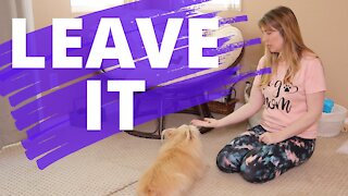 Teach Your Dog To Leave It - Positive Reinforcement Dog Training - Beginner Dog Training Series