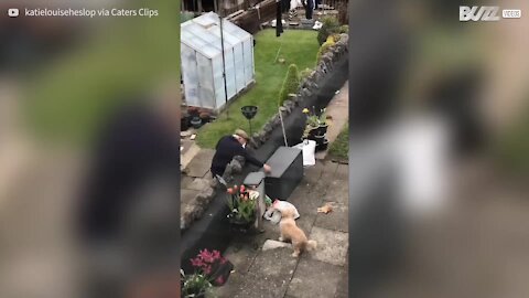 Cachorro compartilha amizade amorosa com vizinho