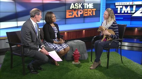 Ask the Expert: Safe haven pet foster network